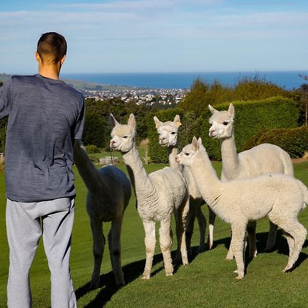 Alpaca Farmstay Dunedin Kültér fotó