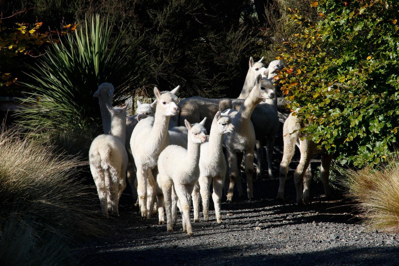 Alpaca Farmstay Dunedin Kültér fotó