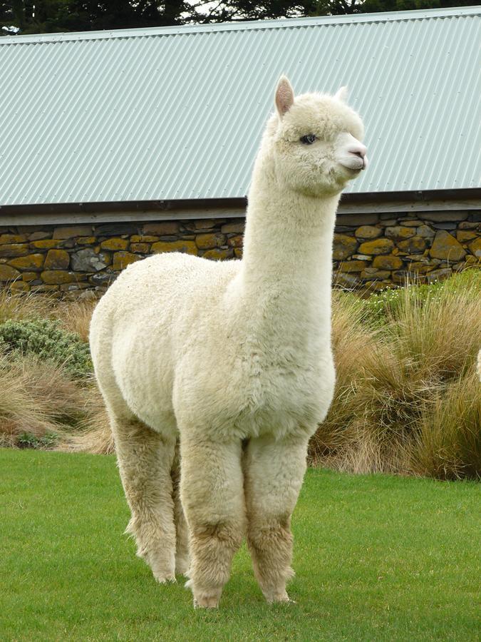 Alpaca Farmstay Dunedin Kültér fotó