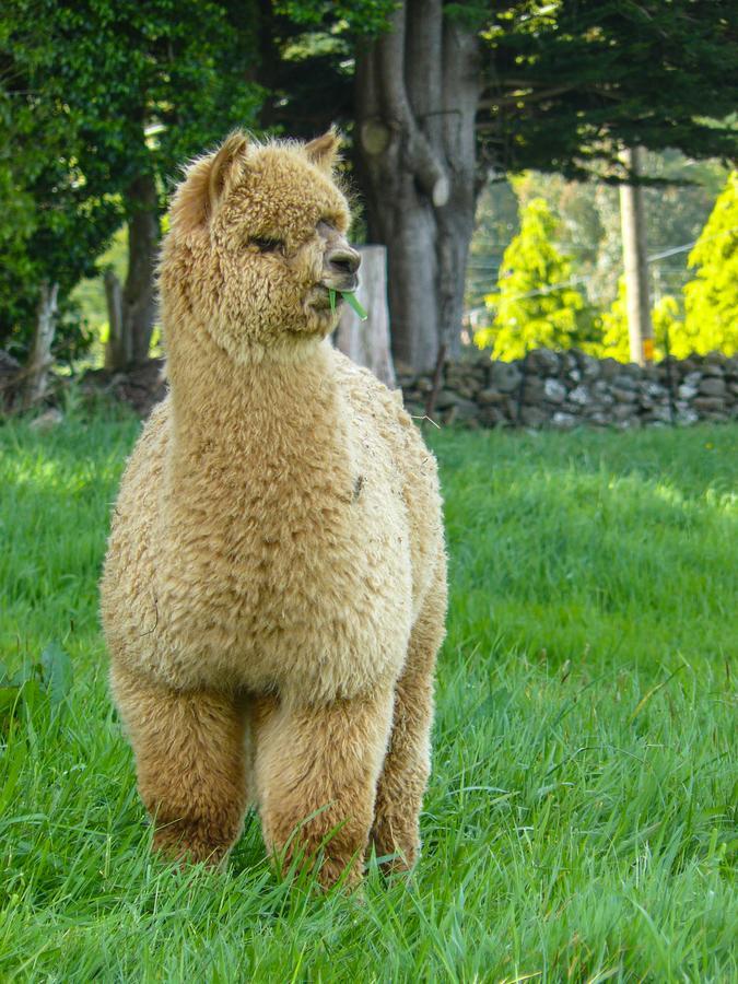 Alpaca Farmstay Dunedin Kültér fotó