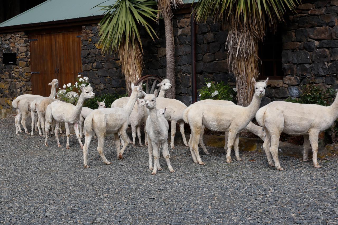 Alpaca Farmstay Dunedin Kültér fotó